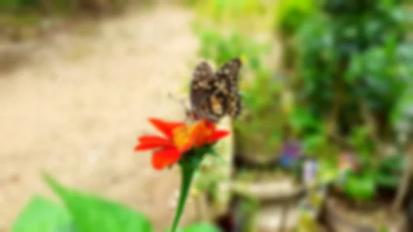 Imagem Borrada Conceito Uma Bela Borboleta Com Crisântemo Vermelho Plena — Fotografia de Stock