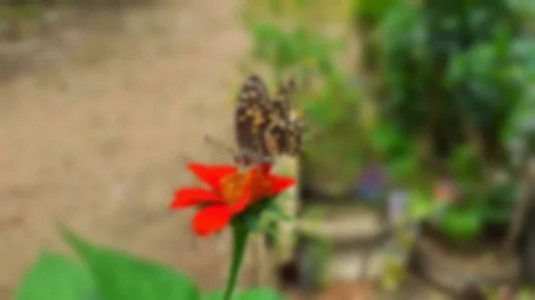 Imagem Borrada Conceito Uma Bela Borboleta Com Crisântemo Vermelho Plena — Fotografia de Stock