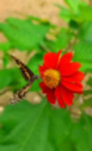Imagen Borrosa Concepto Una Hermosa Mariposa Con Crisantemo Rojo Plena —  Fotos de Stock