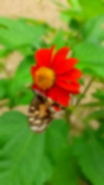 Imagem Borrada Conceito Uma Bela Borboleta Com Crisântemo Vermelho Plena — Fotografia de Stock