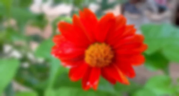 Blurred Picture Concept Red Chrysanthemum Flower Full Blooming Garden Green — Stock Photo, Image