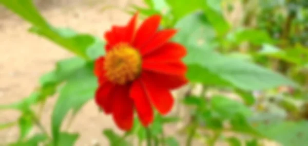 庭に満開の菊 緑を背景に抽象的なコンセプト — ストック写真