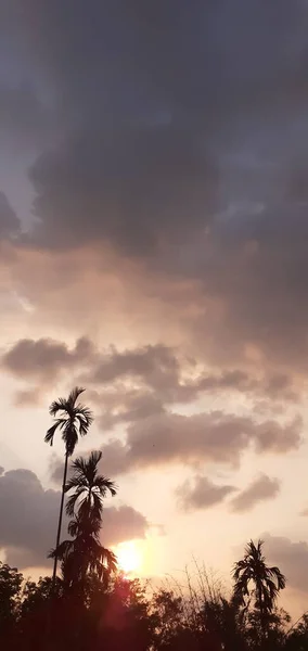 Landschaft Betel Und Kokosnussbaum Der Abend Mit Einer Silhouette Von — Stockfoto