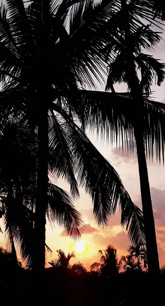 Scenery Betel Kokosový Strom Večer Siluetou Betelových Oříšků Oranžovou Oblohou — Stock fotografie