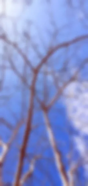 Пейзаж Размытое Изображение Вертикально Дерево Кисти Бритья Голубым Небом Белые — стоковое фото