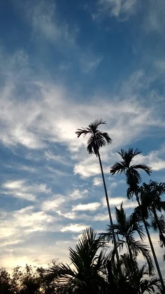 Landscape Vertical Picture Betel Palm Blue Sky White Clouds View — Stock Photo, Image