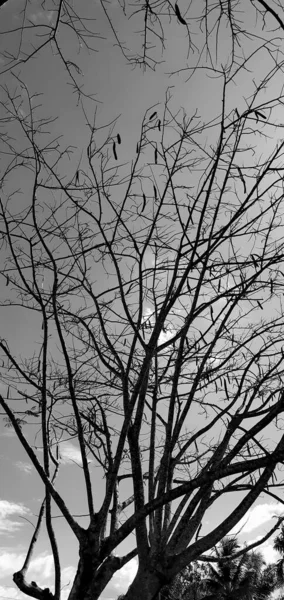 Landscape, vintage image vertically, shaving brush tree, with the dark sky, dark clouds, trees without leaves, from bottom to above view of a high and strange form of plant many branches against.