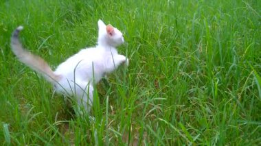 Öğleden sonra bahçede oynayan beyaz bir kedi yavrusu otların arasında dinlenen küçük bir evcil hayvan. Kedi düz bacaklı dışarıda yürüyor, sosyal mesafeli..