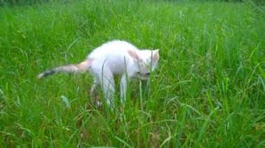 Öğleden sonra bahçede oynayan beyaz bir kedi yavrusu otların arasında dinlenen küçük bir evcil hayvan. Kedi düz bacaklı dışarıda yürüyor, sosyal mesafeli..