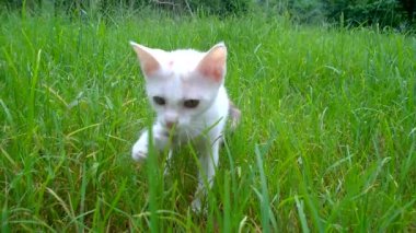 Öğleden sonra bahçede oynayan beyaz bir kedi yavrusu otların arasında dinlenen küçük bir evcil hayvan. Kedi düz bacaklı dışarıda yürüyor, sosyal mesafeli..