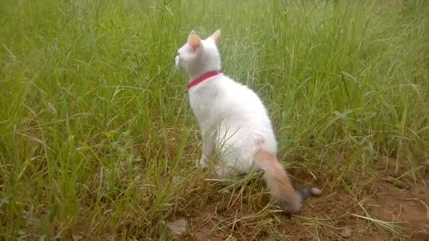 Gato Blanco Jugando Patio Por Mañana Gato Blanco Hierba Descansando — Vídeos de Stock