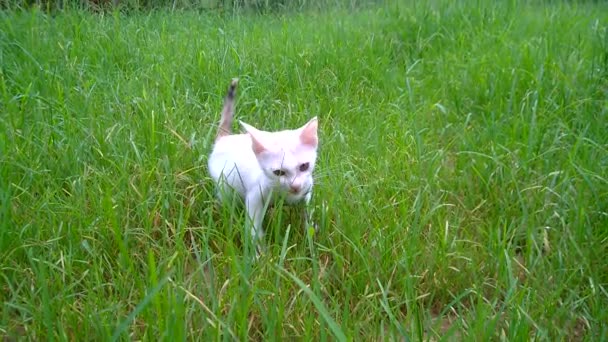 Gato Branco Brincando Quintal Tarde Pequeno Animal Estimação Grama Descansando — Vídeo de Stock