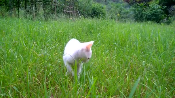 Seekor Kucing Putih Bermain Halaman Sore Hari Hewan Peliharaan Kecil — Stok Video