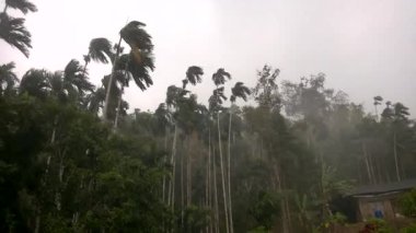 Şiddetli yağmur ve kuvvetli rüzgarlar, yağmurun altında betel fındık ağaçları ve hindistan cevizi ağaçları. Tayland 'ın sesi.