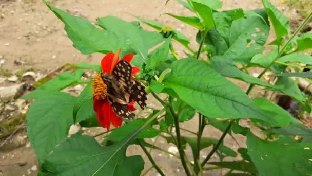 Blisko Motylem Siedzącym Czerwonym Chryzantemie Pełnym Kwitnącym Ogrodzie Świeży Kwiat — Wideo stockowe