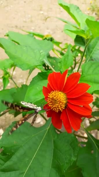 Vicino Con Farfalla Arroccato Crisantemo Rosso Piena Fioritura Giardino Fresco — Video Stock