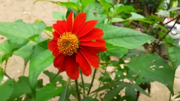靠近一朵美丽的红花 花朵盛开在花园里 新鲜的花朵在朦胧的背景上呈绿色 — 图库视频影像