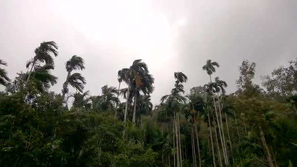 Kraftig Regn Stærk Vind Med Betelnøddetræer Kokostræer Regnen Lyden Thailand – Stock-video