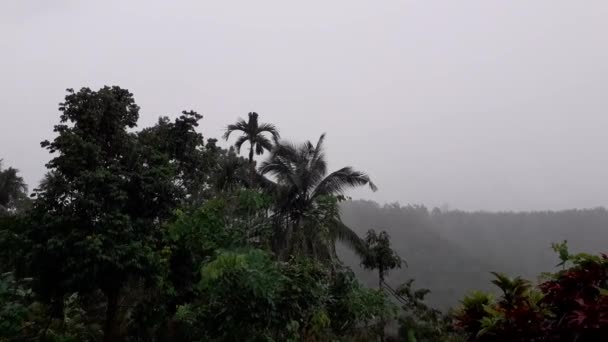 Zware Regenval Harde Wind Met Betelnotenbomen Kokosbomen Onder Regen — Stockvideo