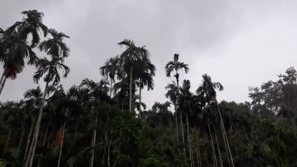Kraftigt Regn Och Starka Vindar Med Betelnötsträd Och Kokosnötsträd Regnet — Stockvideo