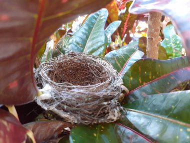 Kuş yuvalarının iki yumurtası vardır. İnce bıçaklardan yapılmış küçük bir kuş ağaçta yapraklar bırakır. İki küçük benekli yumurta..