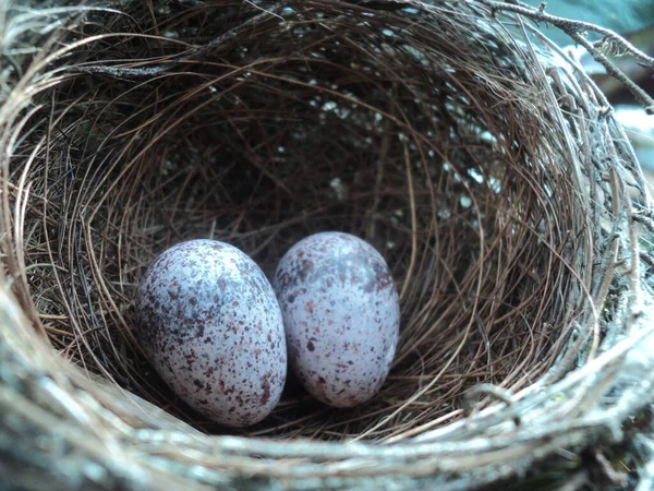 Nidos Aves Tienen Dos Huevos Pequeño Pájaro Hecho Hojas Delgadas — Foto de Stock