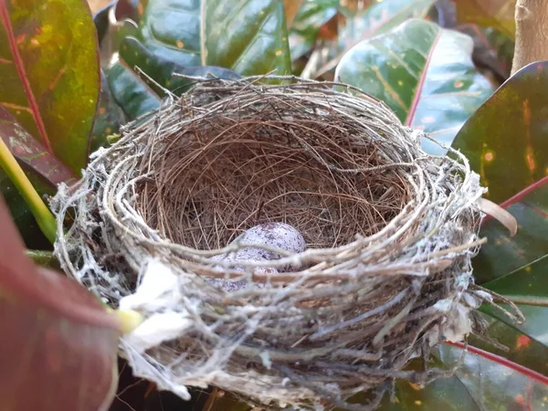 Ninhos Pássaro Têm Dois Ovos Pequeno Pássaro Feito Grama Lâminas — Fotografia de Stock