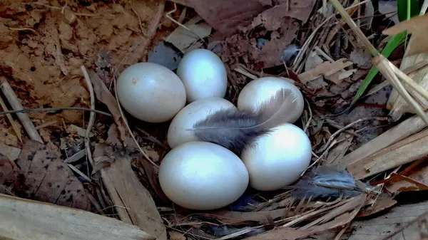 Дикое Куриное Гнездо Яйцами Естественной Среде Натуральное Органическое Яйцо Много — стоковое фото