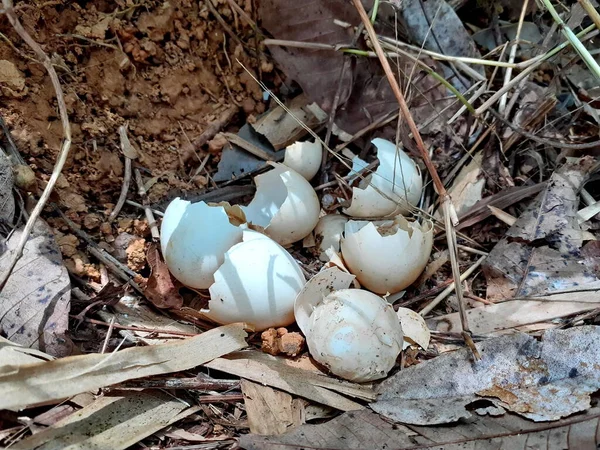 Дикое Куриное Гнездо Яйцом Раковины Естественной Среде Много Скорлупы Яйца — стоковое фото