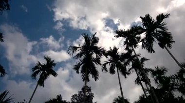 Güneyde betel fındık tarlası, Tayland 'da rüzgar, tropik şehir kasabasında ağaç yaprakları savuruyor. Koyu mavi bulutlar ve sis Sabah, betel ağaçları rüzgar etkiler gökyüzü arka plan kavramı.