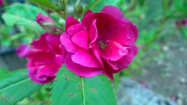 Pink Impatiens Balsamina Flower Blooming Small Green Insect Sucking Nectar — Stockvideo