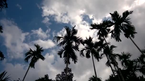 Betel Plantação Nozes Sul Tailândia Com Ventos Soprando Folhas Árvores — Vídeo de Stock