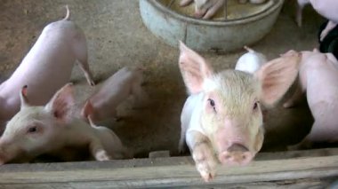 Çiftliklerdeki pembe domuzlar, domuz grubu çiftlikleri, işlenmiş fabrikalara, Tayland 'a satılacak şişman domuzlar..