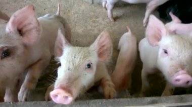 Çiftliklerdeki pembe domuzlar, domuz grubu çiftlikleri, işlenmiş fabrikalara, Tayland 'a satılacak şişman domuzlar..