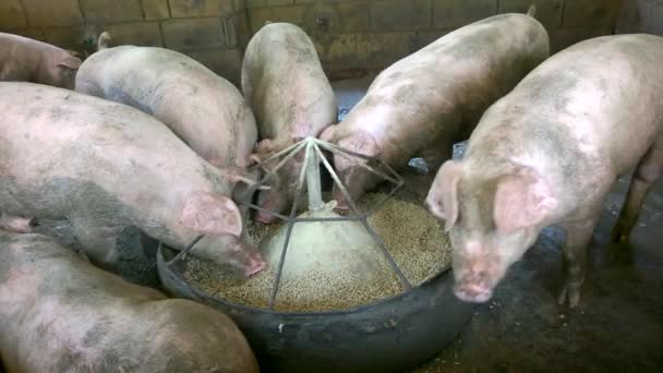Big Pigs Eating Food Farms Many Pigs Eat Large Bowl — Stockvideo
