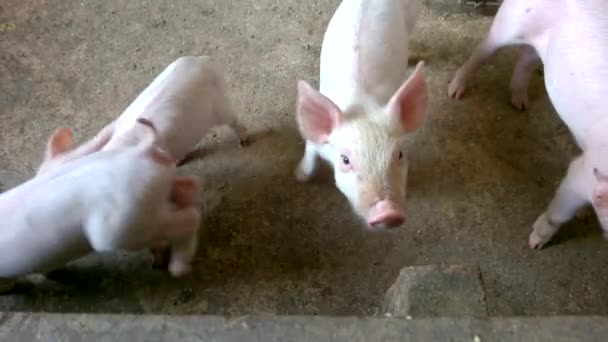 Roze Biggen Veehouderijen Varkenshouderij Met Mestvarkens Koop Aan Verwerkingsbedrijven Het — Stockvideo