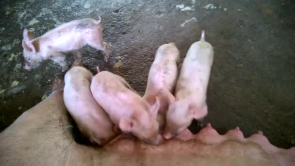 Small Piglets Eat Drink Milk Mother Sleep Farm Mammal Fattening — Stock Video