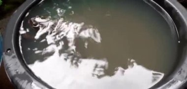 Phrynoidis aspera. Kara küvette oynayan kurbağa ve kurbağa kabuğu Tayland 'da görülebilen büyük bir kurbağa amfibidir. Marco FHD video konsepti.