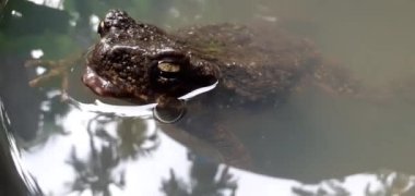 Phrynoidis aspera. Kara küvette oynayan kurbağa ve kurbağa kabuğu Tayland 'da görülebilen büyük bir kurbağa amfibidir. FHD video konsepti.