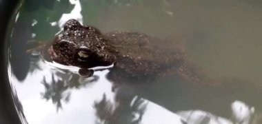 Phrynoidis aspera. Kara küvette oynayan kurbağa ve kurbağa kabuğu Tayland 'da görülebilen büyük bir kurbağa amfibidir. Marco FHD video konsepti.