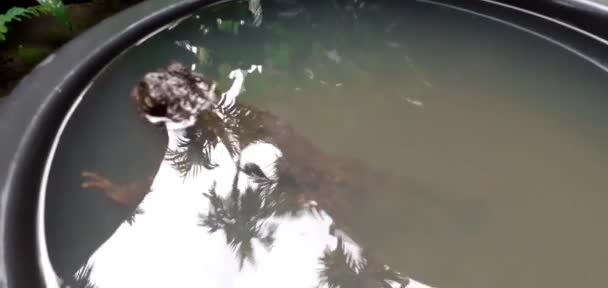 Phrynoidis Asspa 近くの黒い浴槽で遊んでいるヒキガエルと樹皮のヒキガエルは タイで見ることができる大規模なヒキガエル両生類です Fhdマルコビデオコンセプト — ストック動画
