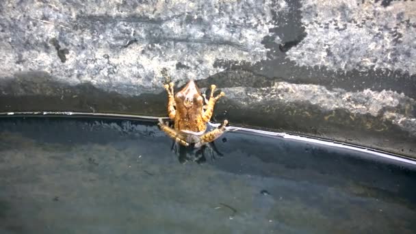 Ein Laubfrosch Hat Einen Braunen Körper Lebt Rand Eines Großen — Stockvideo