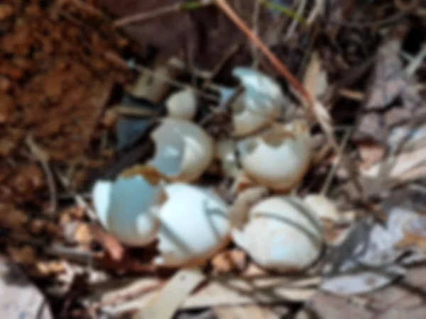 Дикое Куриное Гнездо Яйцом Раковины Естественной Среде Много Скорлупы Яйца — стоковое фото