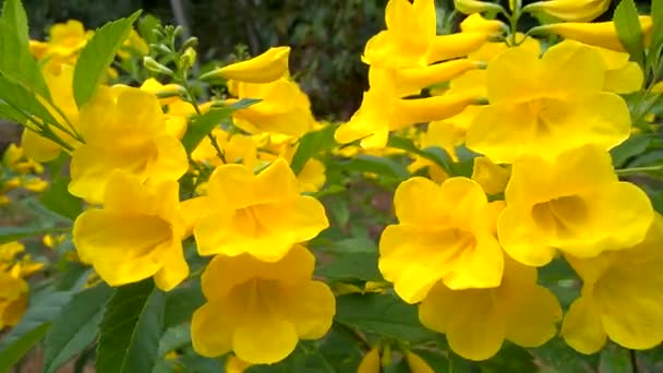 Tecoma Stany Jsou Známé Jako Žlutý Trumpetbush Žluté Zvony Krásné — Stock video