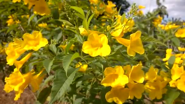 Tecoma Stans Έχουν Γνωστή Κίτρινη Τρομπέτα Και Κίτρινες Καμπάνες Όμορφα — Αρχείο Βίντεο