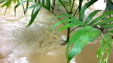 Floods in the streams, wide dirty rivers with muddy cream color water, and betel nut tree fields.