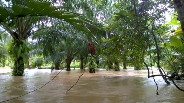 Потоки Воды Крупным Планом Грязной Водой Пальмы Фермы Наводнения Сезон — стоковое видео