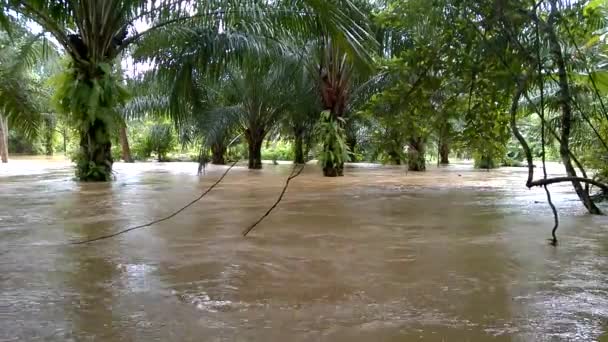 Streams Water Close Dirty Water Farm Palm Flooding Rainy Season — ストック動画
