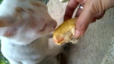 A thai white cat is eating durian with a human holding hand very deliciously.