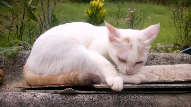 White Cat Licking Cleaning Himself Cleaning His Paws Fur — Vídeos de Stock